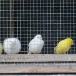 עופות בכלוב